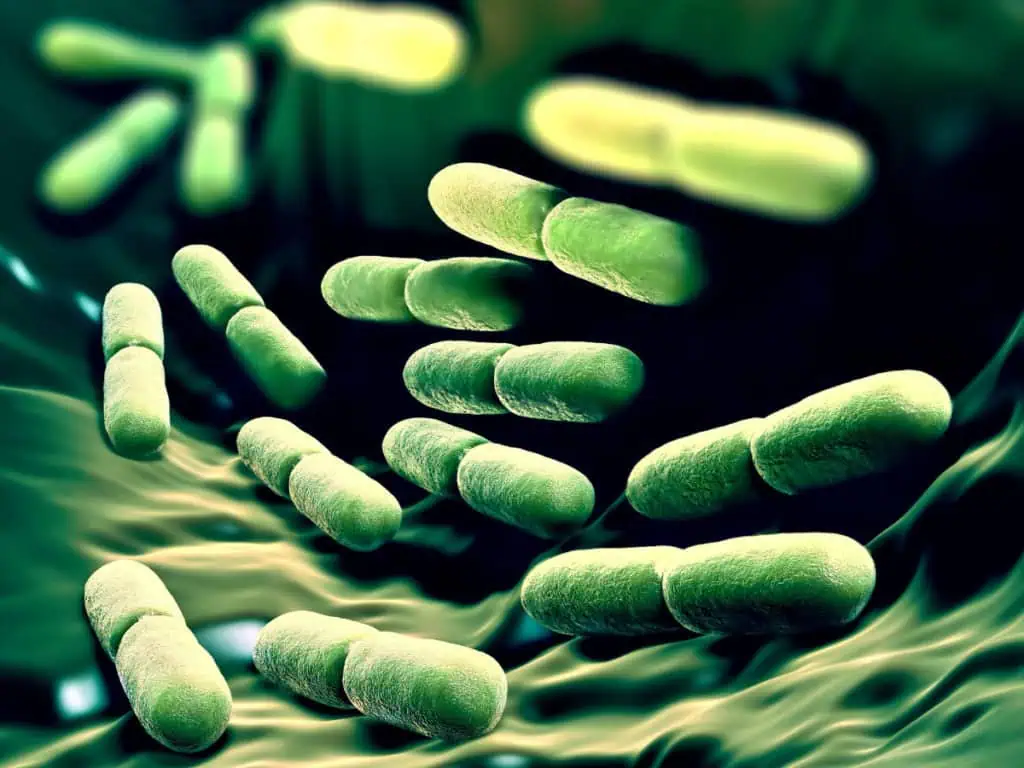 хранене при вагинална кадидоза