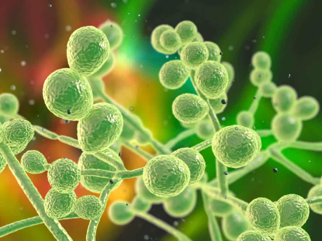 Диета при кандидоза